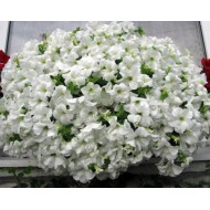 Сурфиния Fanfare White